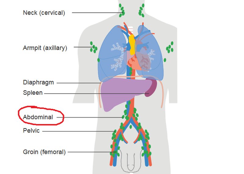 linfonodi-addominali-immagine
