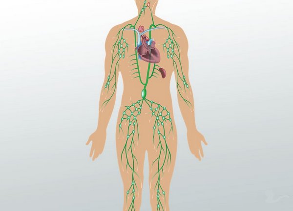 linfonodi-disposizione-corpo
