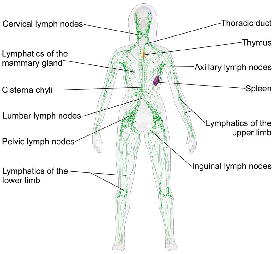 linfonodi-sistema-linfatico