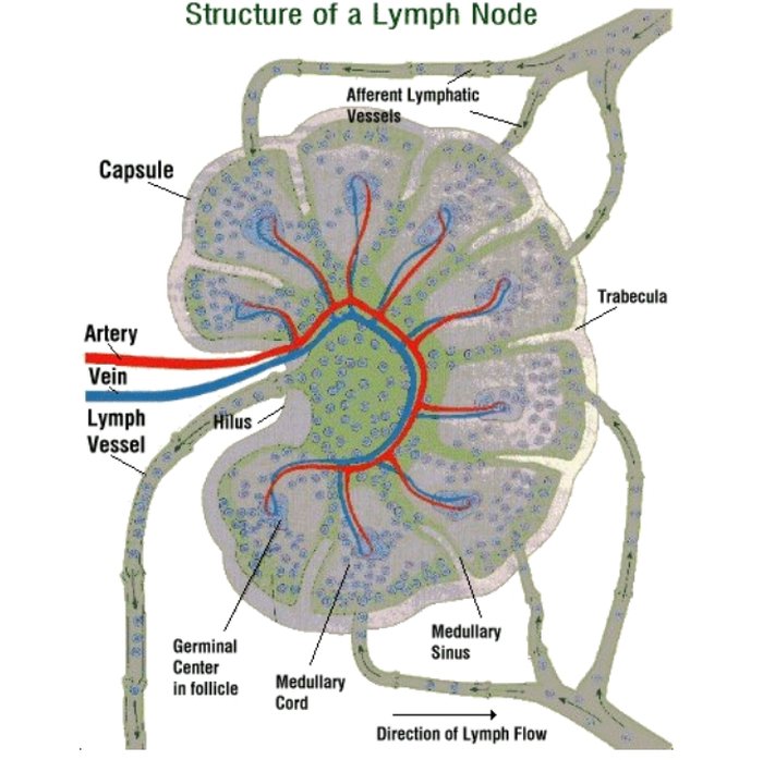 linfonodo-struttura